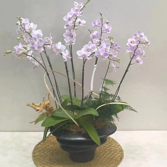 Epiphytic vs. Terrestrial Orchids: Key Root Differences for Pot Selection