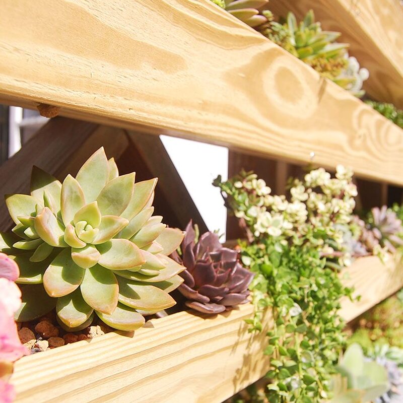 Succulent Pot Selection Guide ①: Choosing the Right Pot Shape – Find Your Plant’s "Perfect Home"