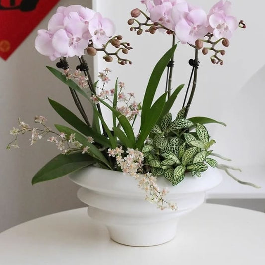 Drainage Holes: Key to Root Health for All Orchids