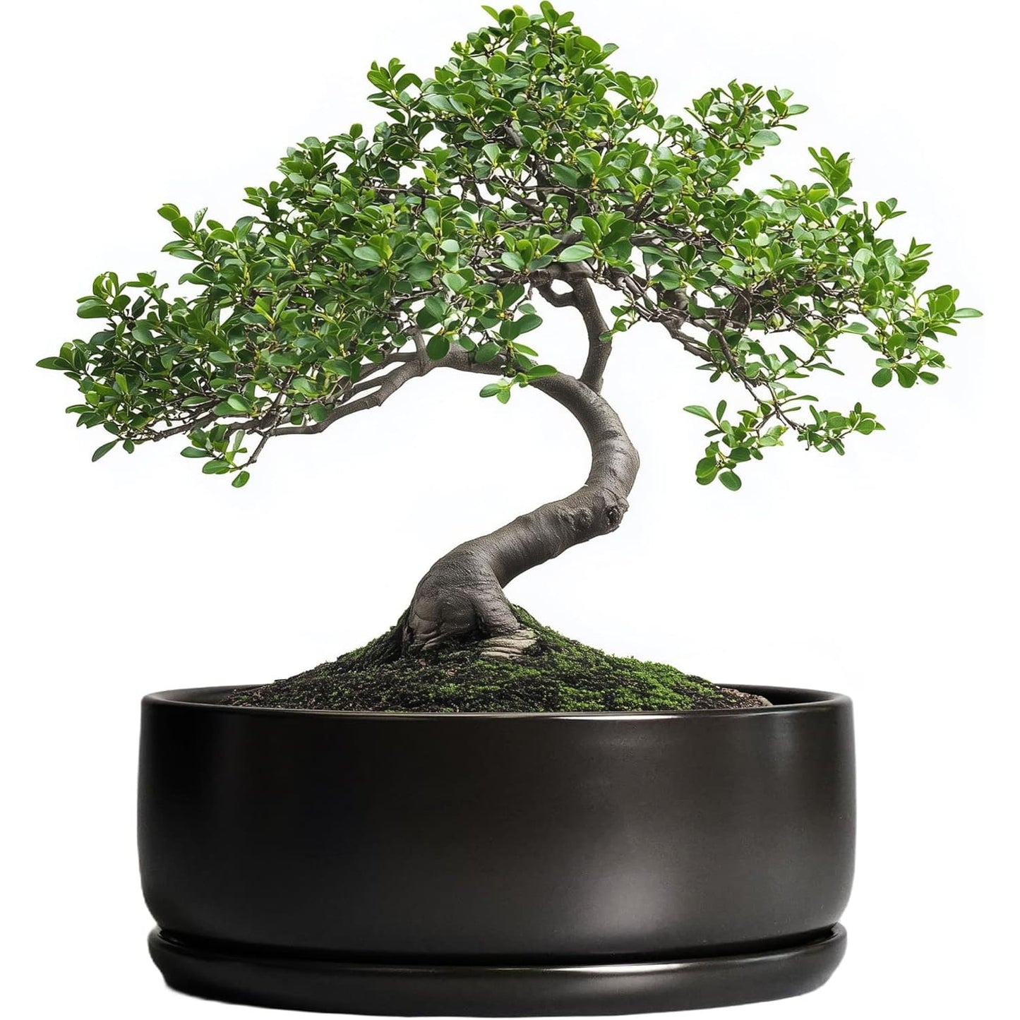 Bonsai Pots - 8 Inch Ceramic Matte Black Plant Pots for Succulents, Round Indoor Planter with Drainage Hole and Saucer, Shallow Modern Planter Bowl, Room Decor
