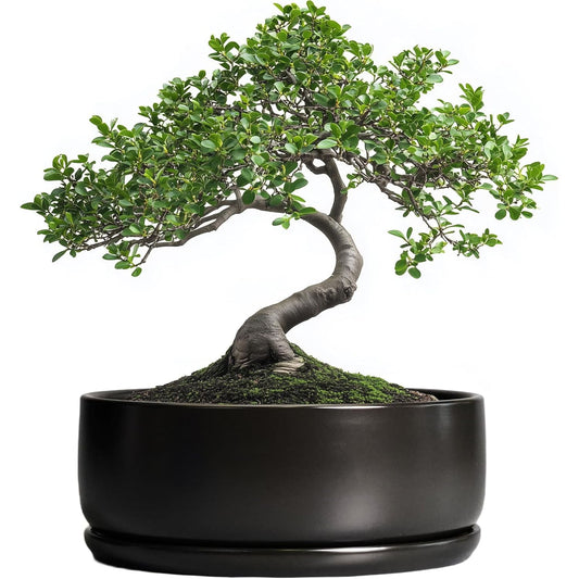 Bonsai Pots - 8 Inch Ceramic Matte Black Plant Pots for Succulents, Round Indoor Planter with Drainage Hole and Saucer, Shallow Modern Planter Bowl, Room Decor