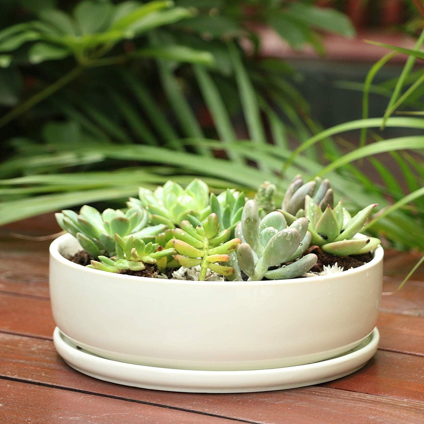 Bonsai Pots - 8 Inch Ceramic Matte Black Plant Pots for Succulents, Round Indoor Planter with Drainage Hole and Saucer, Shallow Modern Planter Bowl, Room Decor