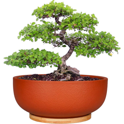 8/10" Large Terracotta Bonsai Planter with Bamboo Drainage Tray – Natural Clay, High-Temp Fired for Succulents, Cacti & Indoor/Outdoor Use