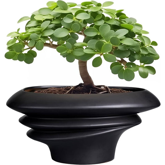 Bonsai Pot 8/12 Inch - Ceramic Succulent Planter with Drainage Hole Large Plant Pot for Indoor Plants Outdoor Modern Home Decor Black