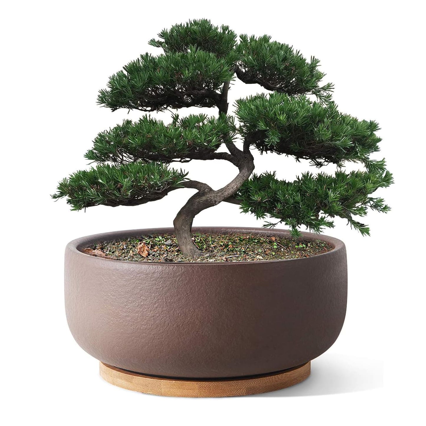8/10" Large Terracotta Bonsai Planter with Bamboo Drainage Tray – Natural Clay, High-Temp Fired for Succulents, Cacti & Indoor/Outdoor Use