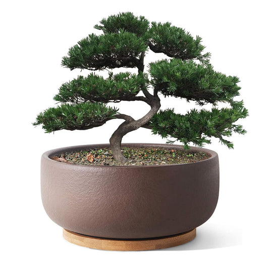 8/10" Large Terracotta Bonsai Planter with Bamboo Drainage Tray – Natural Clay, High-Temp Fired for Succulents, Cacti & Indoor/Outdoor Use